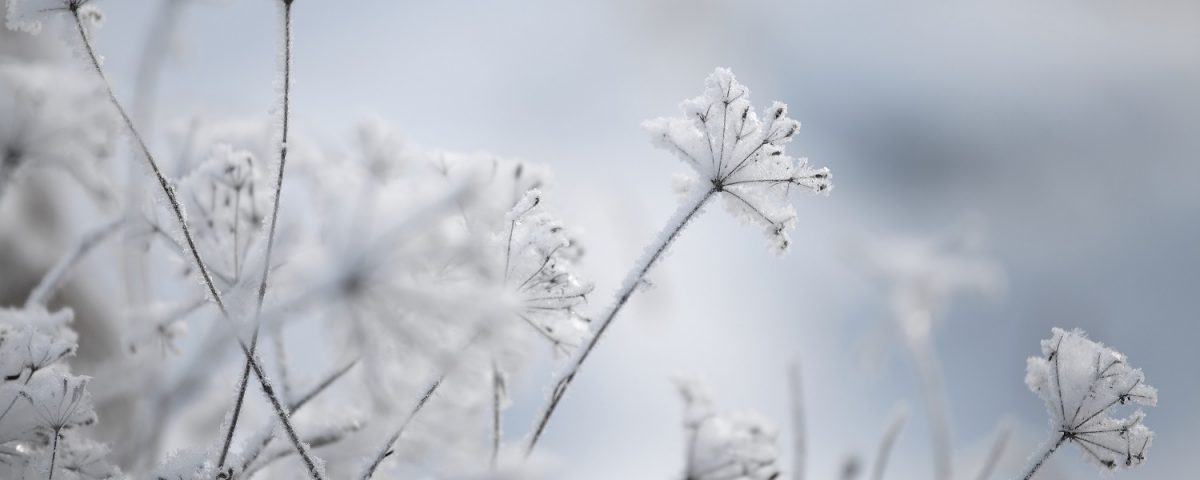 zima, snieg, platki, rosliny, frozen plants, winter