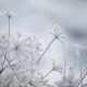 zima, snieg, platki, rosliny, frozen plants, winter