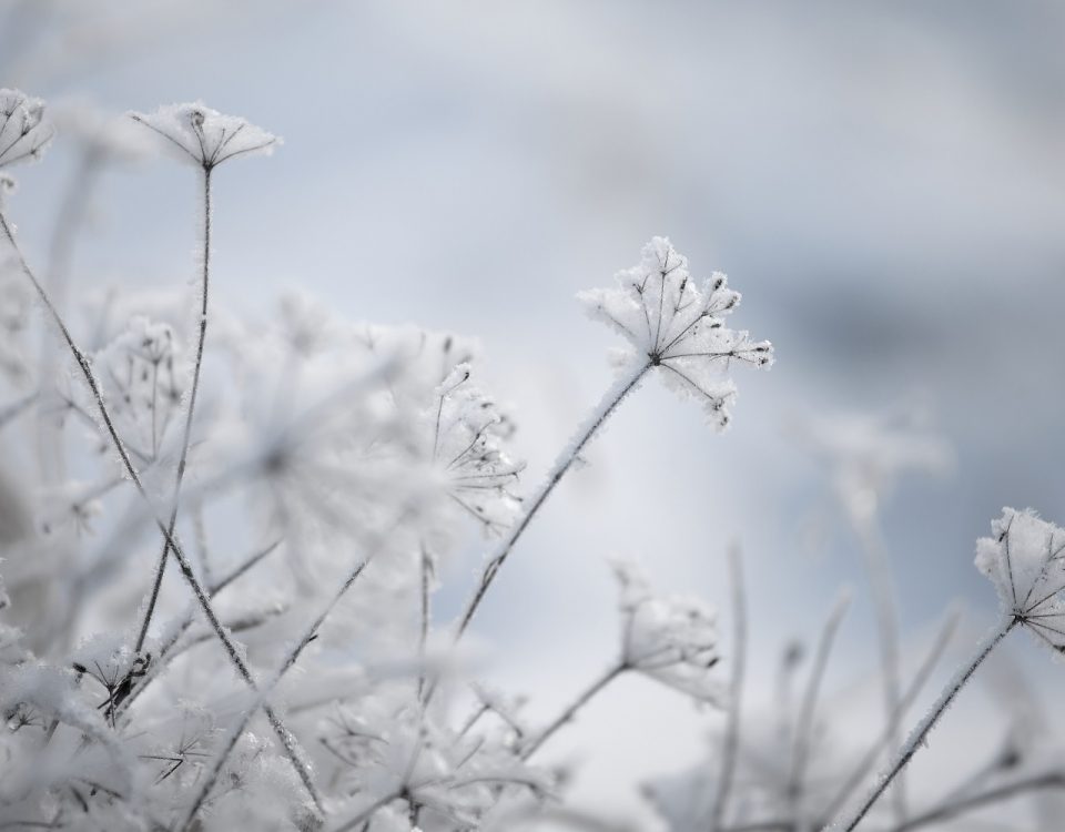 zima, snieg, platki, rosliny, frozen plants, winter