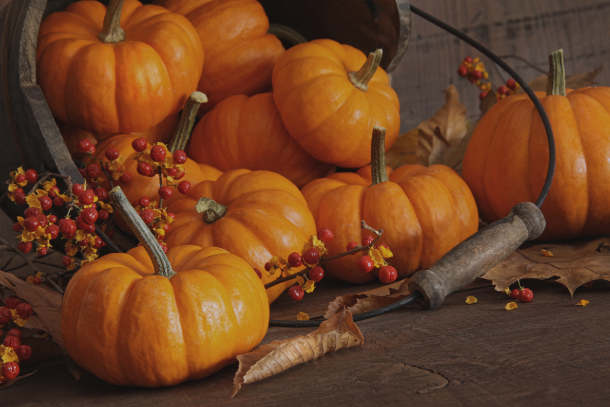 Small pumpkins with wood bucket